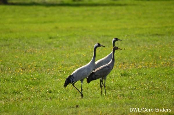 Drei Kraniche auf der Wiese