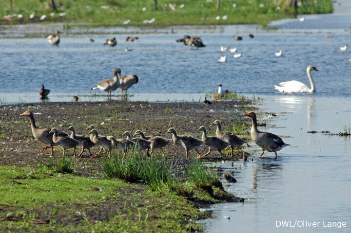 Graugansfamilie watschelt von Wasser auf das Festland
