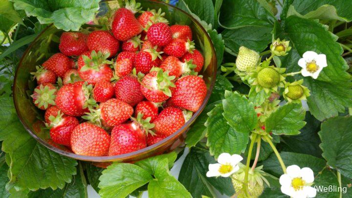 Schale mit frisch gepflückten, leuchtend roten Erdbeeren vor grünem Blattwerk.