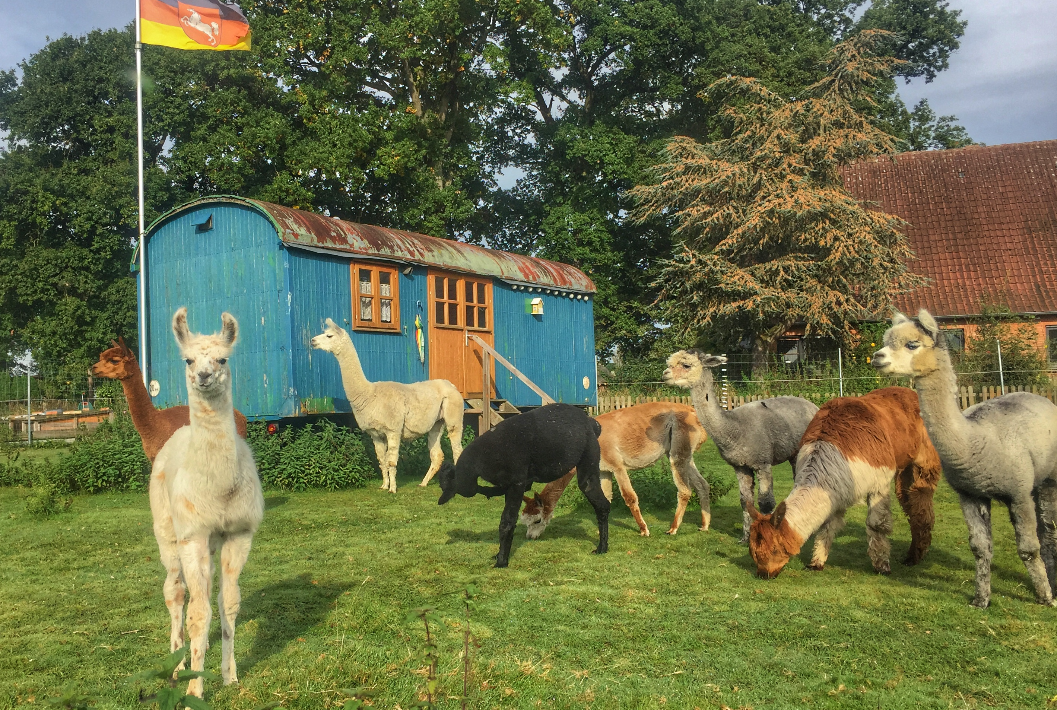 Alpakas stehen auf einer Wiese vor einem alten Zirkuswagen