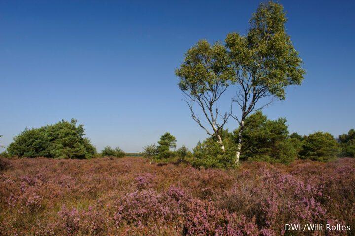 Blühende Heide mit Bäumen