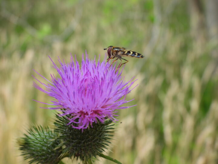 Schwebfliege auf einer blühenden Distel im Naturraum Dümmer.