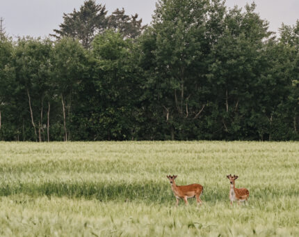 Zwei Rehe auf einem Feld