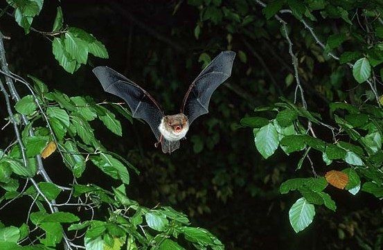 Fransenfledermaus im Flug bei der nächtlichen Jagd im Laubwald am Dümmer.