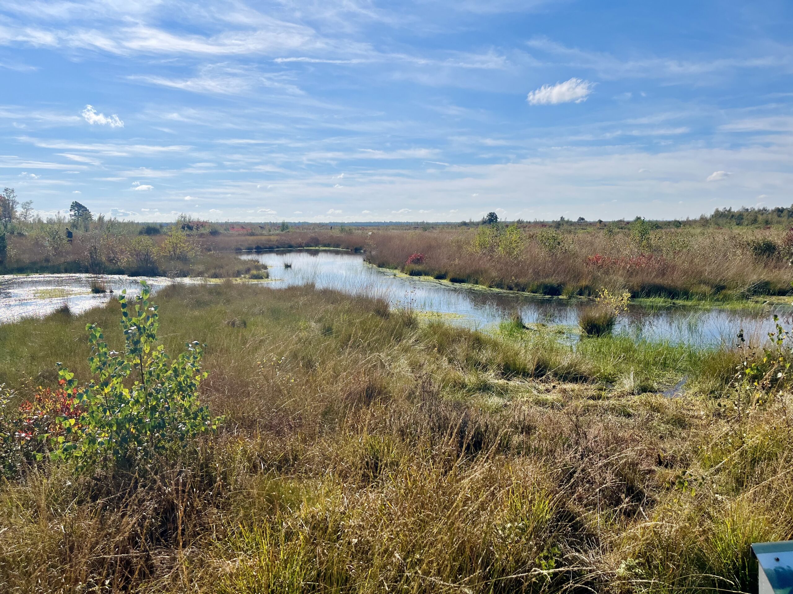 Ausblick auf das Goldenstedter Moor mit Wasserflächen und Moorpflanzen unter blauem Himmel
