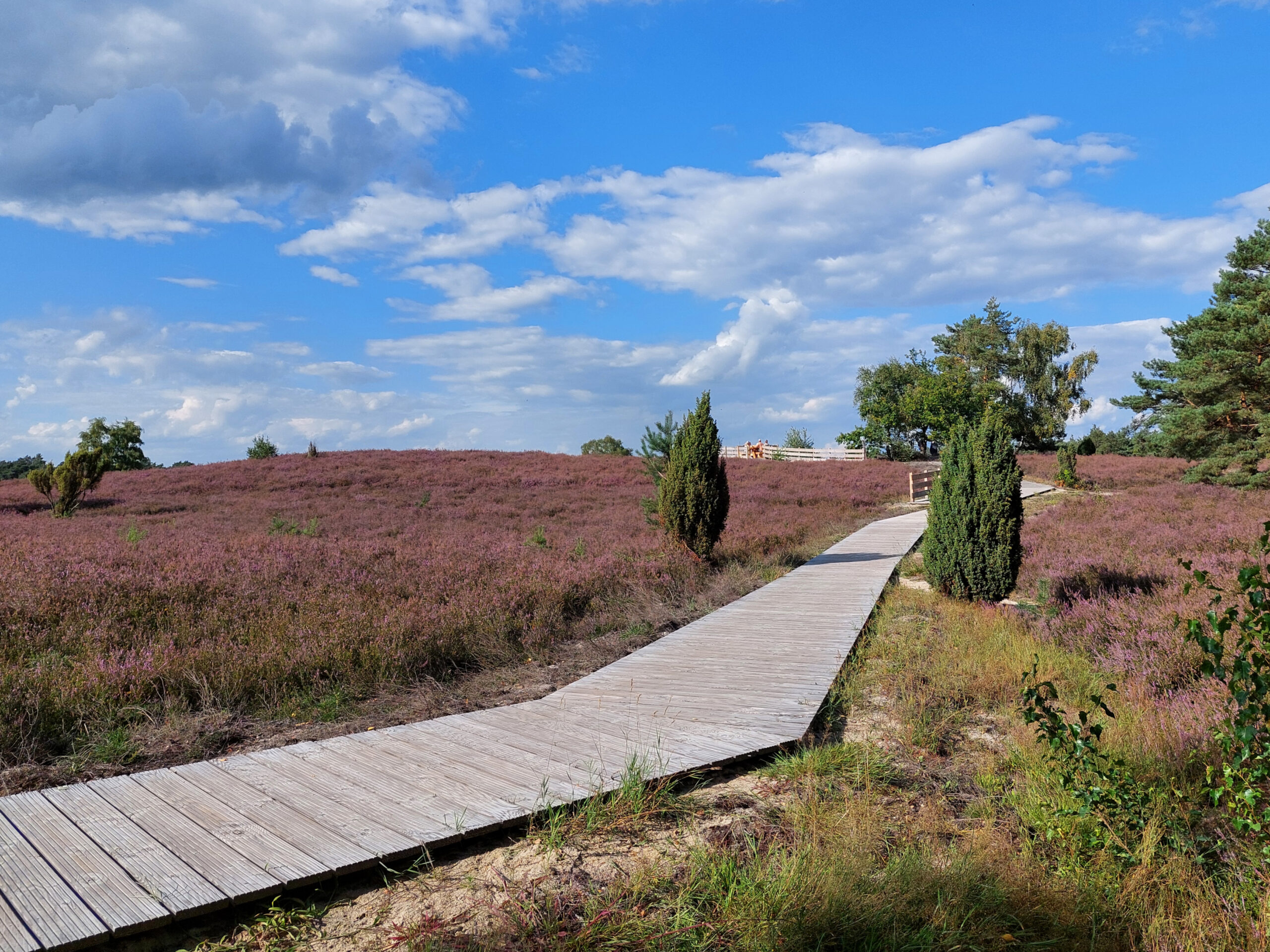 barrierearmer Bohlenweg in der Kirchdorfer Heide mit blühender Heidelandschaft