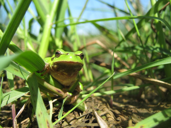 Laubfrosch zwischen Halmen am Boden im Naturraum rund um den Dümmer.