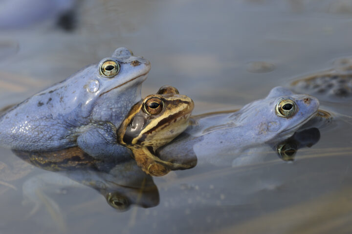 Paarung blaue und braune Moorfösche