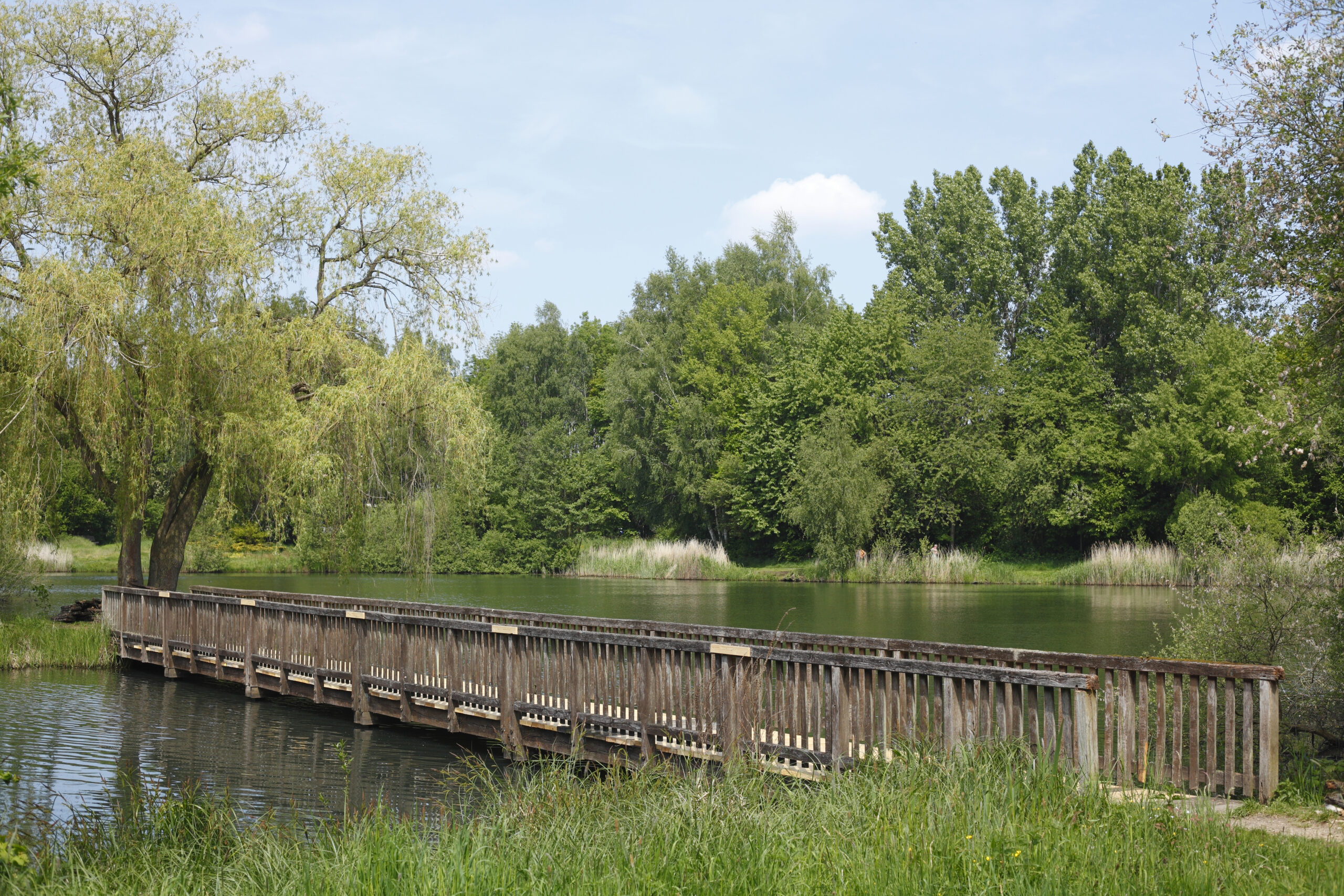 Stadtsee Sulingen mit Brücke und vielen Bäumen mit grünen Blättern im Hintergrund