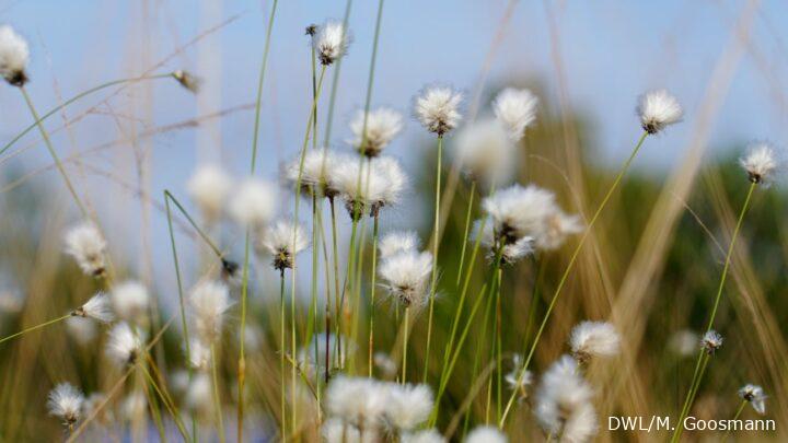 Nahaufnahme von einer Wollgrasblüte im Moor