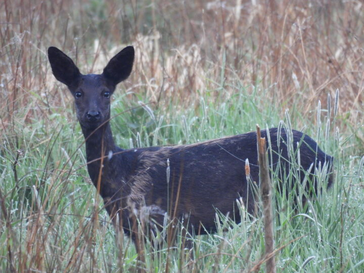 schwarzes Reh Ochsenmoor